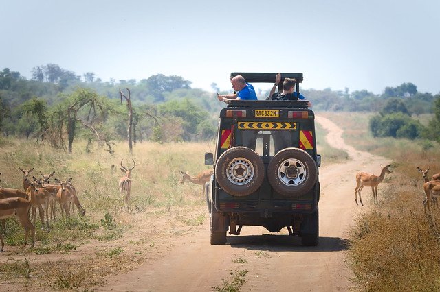 WildlifeViewingSafarisinRwanda